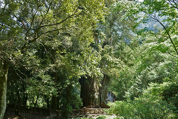 Alishan National Park