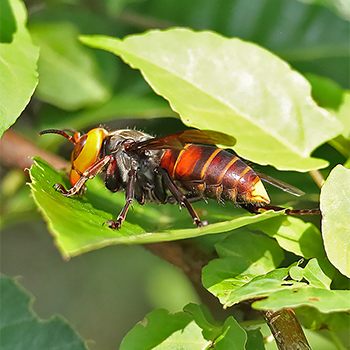 Asian Giant Hornet