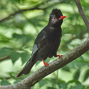 Black Bulbul