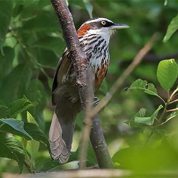 Black-necklaced Scimitar-babbler
