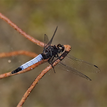 Black-tailed Skimmer