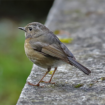Collared Bush-robin