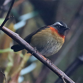 Collared Bush-robin