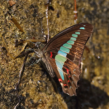 Common Bluebottle
