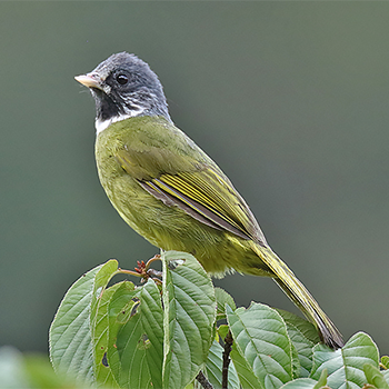 Crested Finchbill