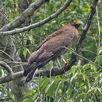 Crested Serpent-eagle
