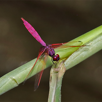 Crimson Marsh Glider