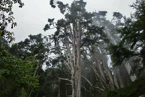 Dashueshan National Park