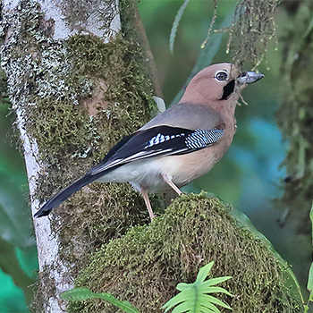 Eurasian Jay