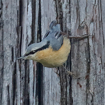 Eurasian Nuthatch