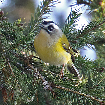 Flamecrest