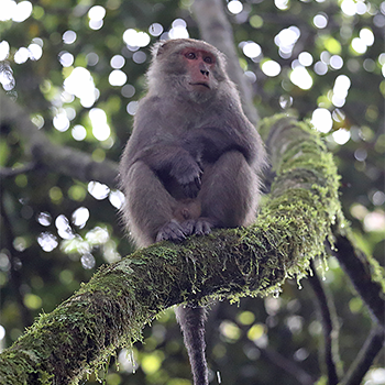 Formosan Macaque