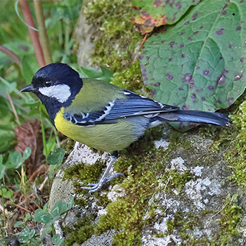 Green-backed Tit
