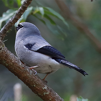 Grey-headed Bullfinch