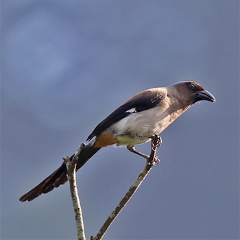 Grey Treepie