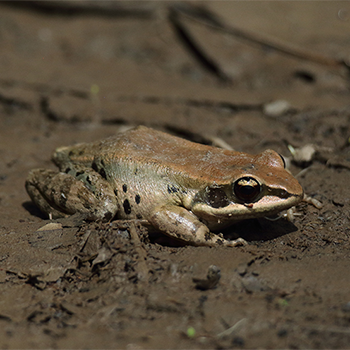 Güaut;nther's Frog