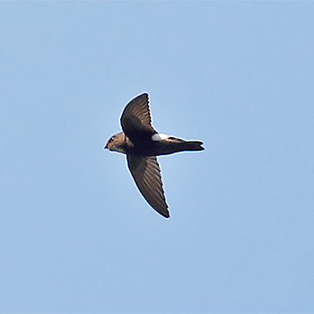 House Swift