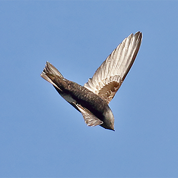 House Swift