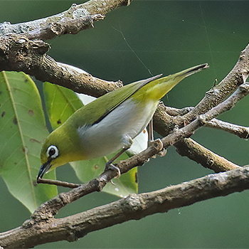 Japanese White-eye