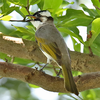Light-vented Bulbul
