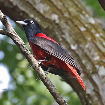 Maroon Oriole