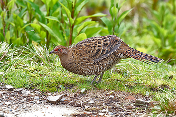 Mikado Pheasant