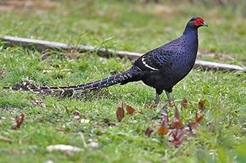 Mikado Pheasant