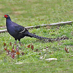 Mikado Pheasant