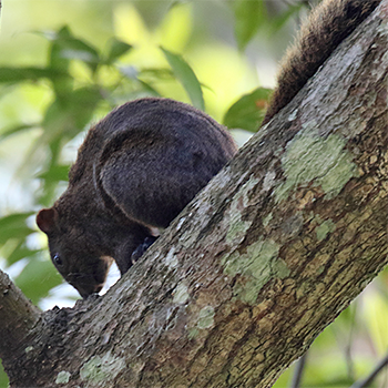 Perny's Long-nosed Squirrel
