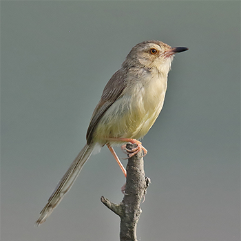 Plain Prinia