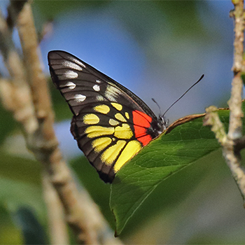 Red-based Jezebel