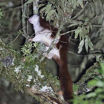 Red Giant Flying Squirrel