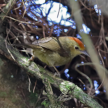 Rufous-capped Babbler