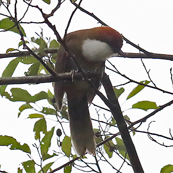 Rufous-crowned Laughingthrush