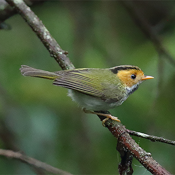 Rufous-faced Warbler