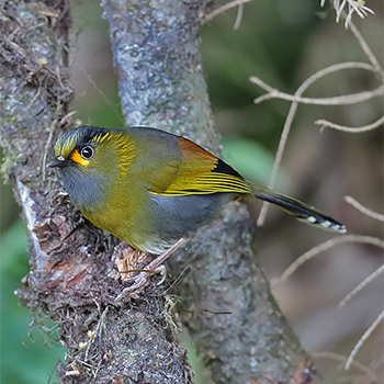 Steere's Liocichla