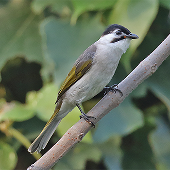Styan's Bulbul