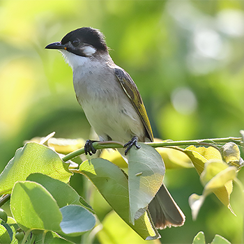 Styan's/Light-vented Bulbul hybrid