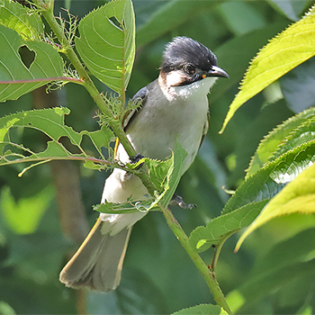 Styan's/Light-vented Bulbul hybrid