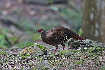 Swinhoe's Pheasant