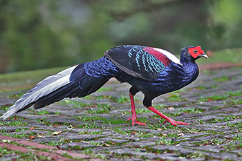 Swinhoe's Pheasant