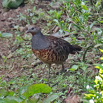 Taiwan Bamboo-partridge