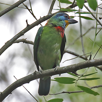 Taiwan Barbet
