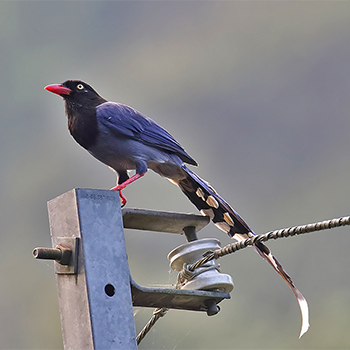 Taiwan Blue-magpie