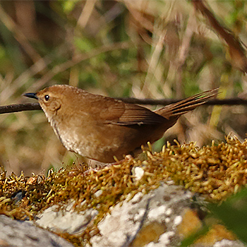 Taiwan Bush Warbler