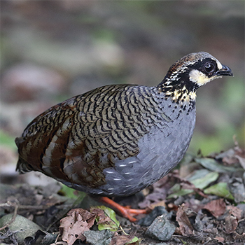 Taiwan Partridge