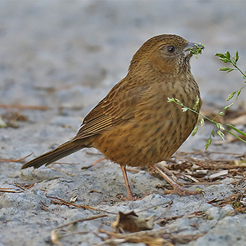 Taiwan Rosefinch