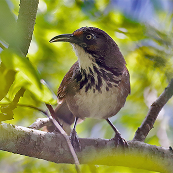 Taiwan Scimitar-babbler