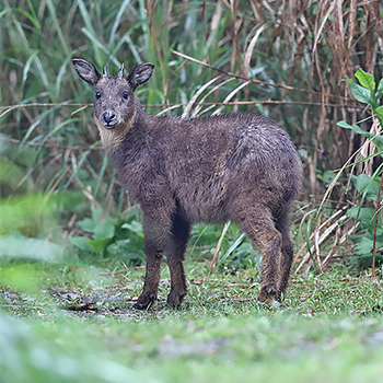 Taiwan Serow
