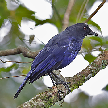 Taiwan Whistling-thrush